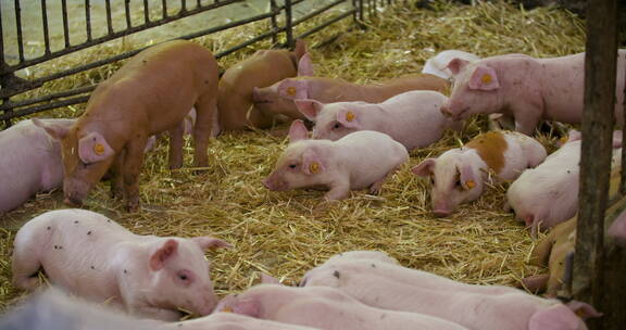 现代农业养猪场