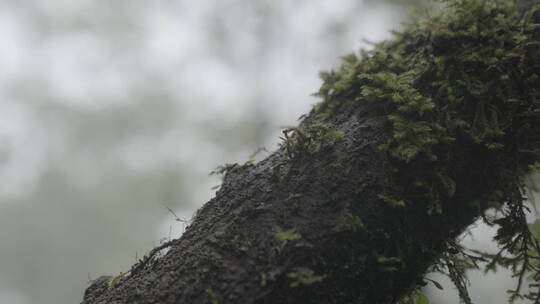 在大山里行走