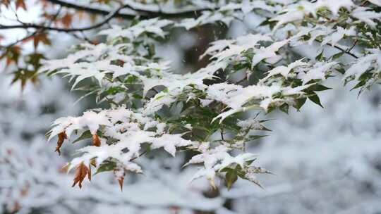大雪冬至小雪立冬雪景 下雪中国节气