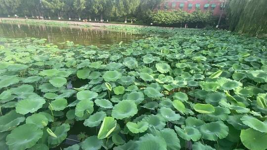 济南5A级景区大明湖，夏季荷花盛开风景怡人