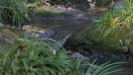 升格特写溪流：阳光溪谷水流石菖蒲与落叶