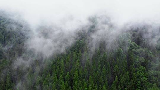 雨天空中飞越山松森林神奇的夏季森林
