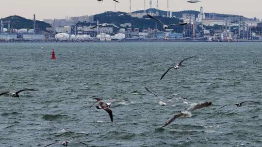 慢动作海鸥翱翔蓝色海面碧海蓝天海鸥飞翔