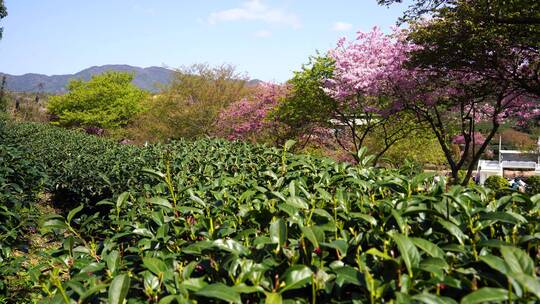 茶园樱花树 樱花美景 唯美樱花茶园