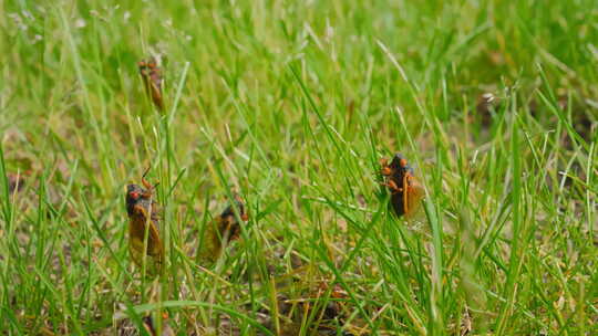 蝉从地上冒出来许多蝉坐在草地上特写镜头