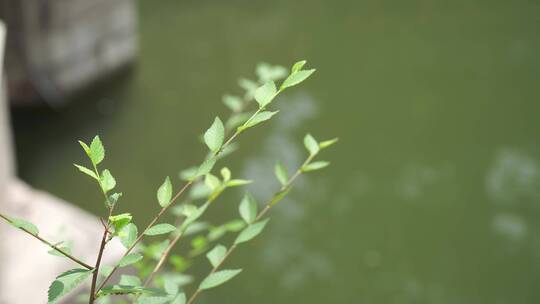 波纹波光粼粼的水面视频素材模板下载