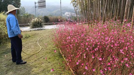 秋天园丁浇水浇花紫色花朵竹林