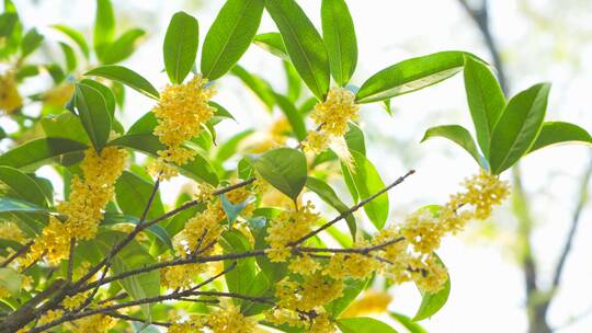 唯美写意意境 秋分逆光 桂花树叶阳光