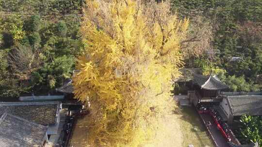 古观音禅寺千年银杏树航拍