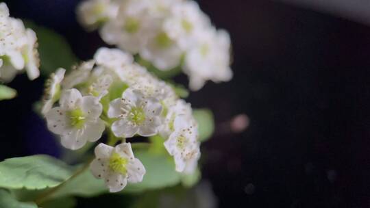 【镜头合集】鲜花摄影微距铁线菊