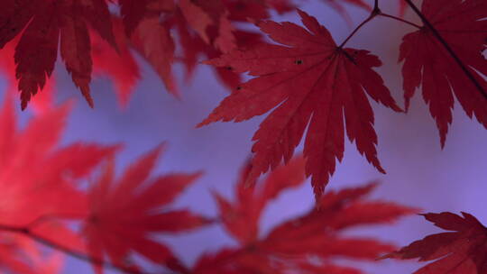 韩国五台山 红色枫叶 枫叶近景 蓝天 组镜