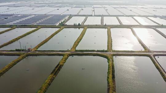 浙江绍兴上虞大型虾苗场鱼苗场