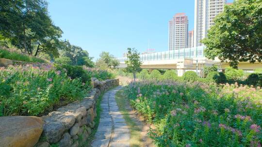 田间小路 花园 公园 花坛 醉蝶花