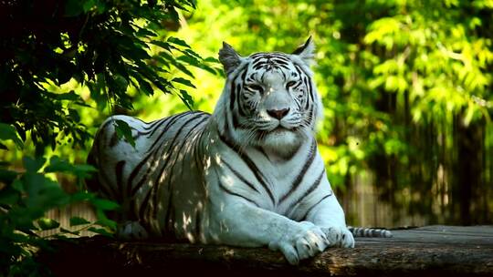 在树林里休息的白老虎