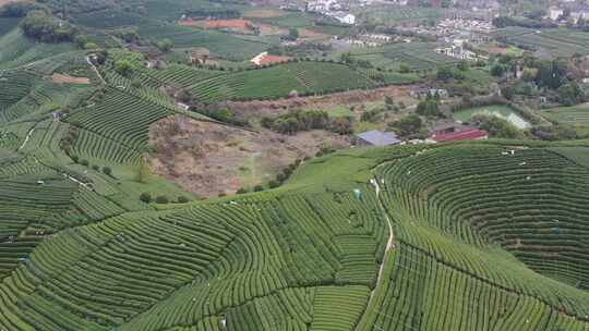 茶茶园茶山风光