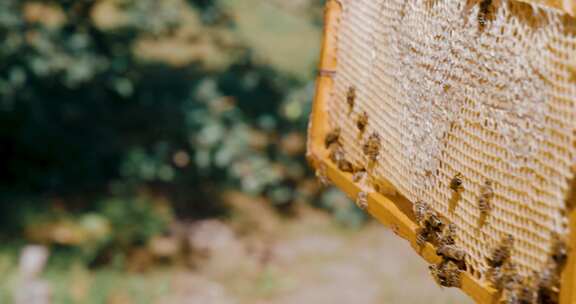 蜜蜂养殖，养蜂人