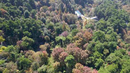 航拍深秋南岳衡山风景区福严寺千年银杏