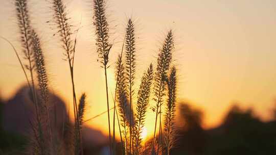 夕阳狗尾巴草丛光影变化