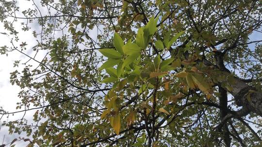 秋季枯黄的树