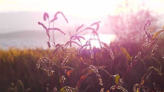 夕阳花草空境大自然光影治愈植物