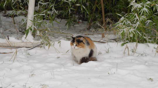 下雪天三花猫流浪猫在雪地上坐着