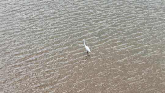 白鹭于水面独立的自然景象