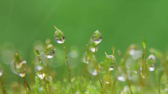 微距苔藓青苔雨滴水滴水珠视频素材模板下载