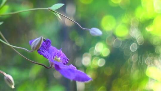 蓝色铁线莲花盛开在夏季花园。 (2)视频素材模板下载