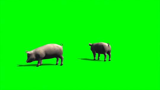绿幕-动物-猪吃食