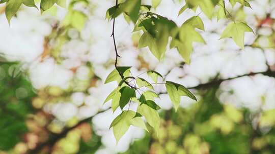 枫叶树叶绿叶