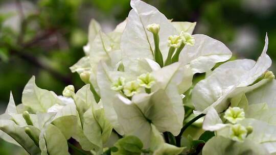 3717_花园里美丽的白花