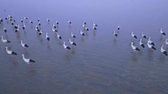 鄱阳湖 候鸟 白鹤 航拍视频素材模板下载