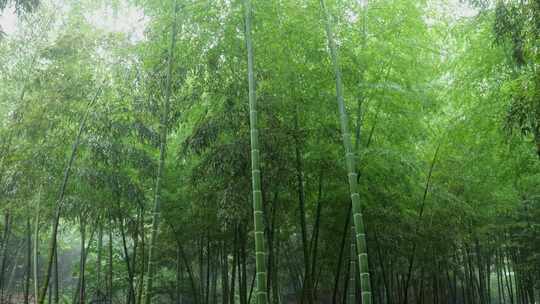 下雨天竹林景观特写，竹节挺拔竹叶繁茂