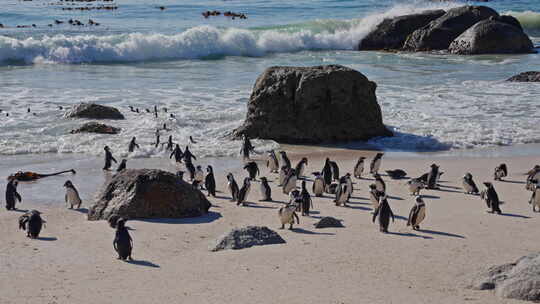 非洲企鹅组，巨石海滩