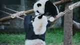熊猫吊桥玩耍高清在线视频素材下载