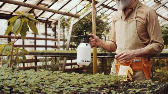 园丁，喷洒，植物苗圃，温室