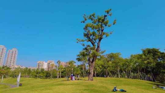 公园绿树蓝天休闲的人们