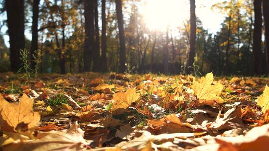 秋日满地的落叶