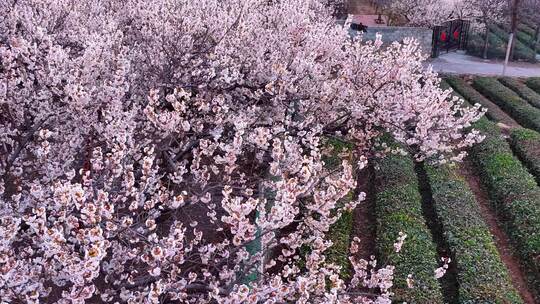 春分时节，樱桃园花满枝头，春意盎然