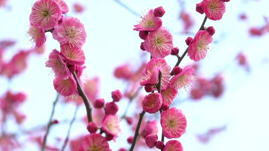 春季红色梅花景观