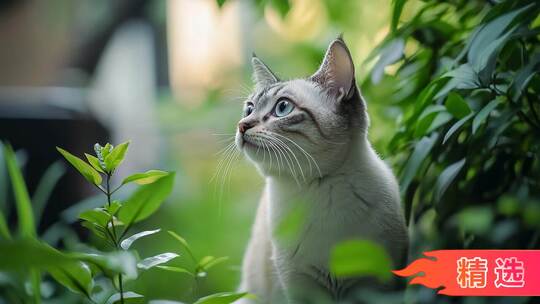 萌猫治愈瞬间合集猫小猫