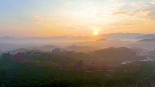 福建龙岩永福樱花茶园