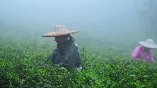 毛尖春茶白茶绿茶茶叶手工茶采摘