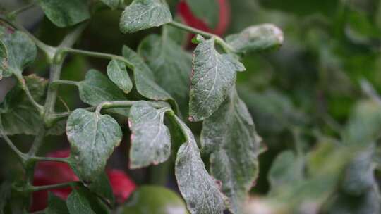 西红柿 番茄 蔬菜大棚 蔬菜 农民干活