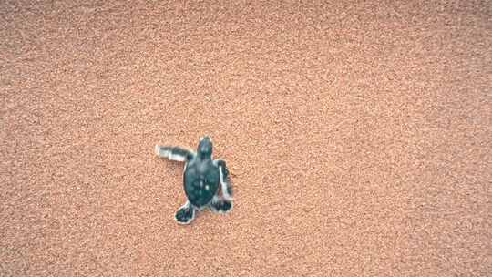 小海龟在沙滩上爬行