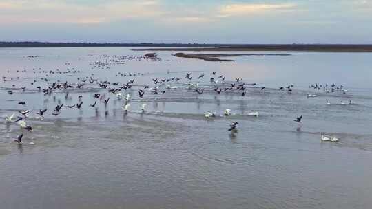 航拍成群的大雁白鹤 鄱阳湖 候鸟