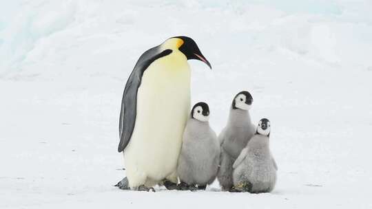 南极的企鹅视频素材模板下载