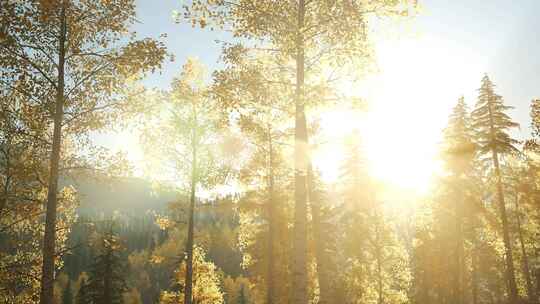 阳光金色射线树林