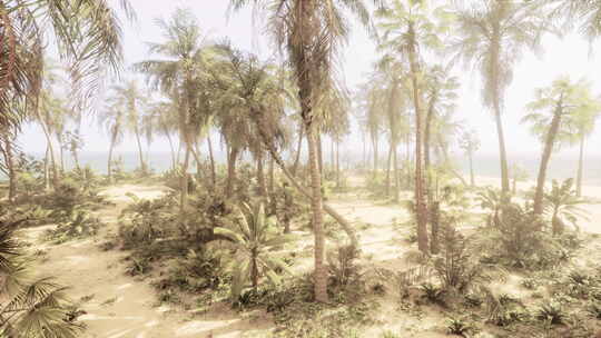 棕榈树和金色沙滩的宁静海滩场景视频素材模板下载