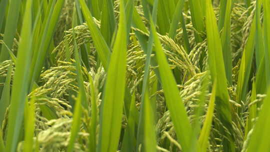 水稻穗粮食庄稼成熟丰收微风